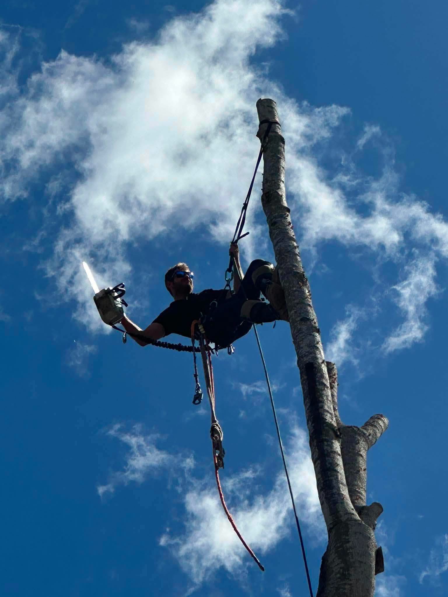 Arborist carrying out controlled tree removal work