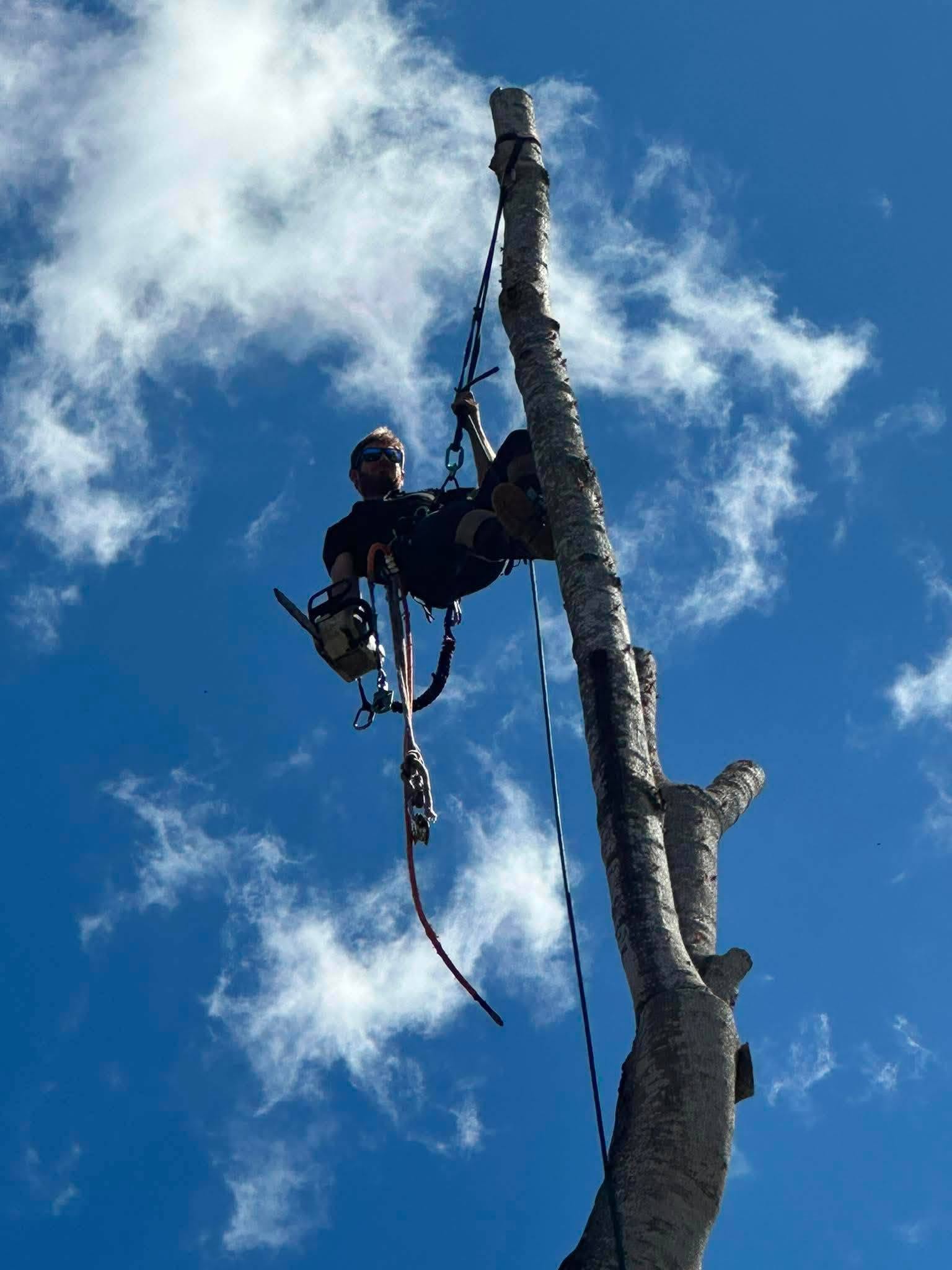 Arborist climbing with a chainsaw