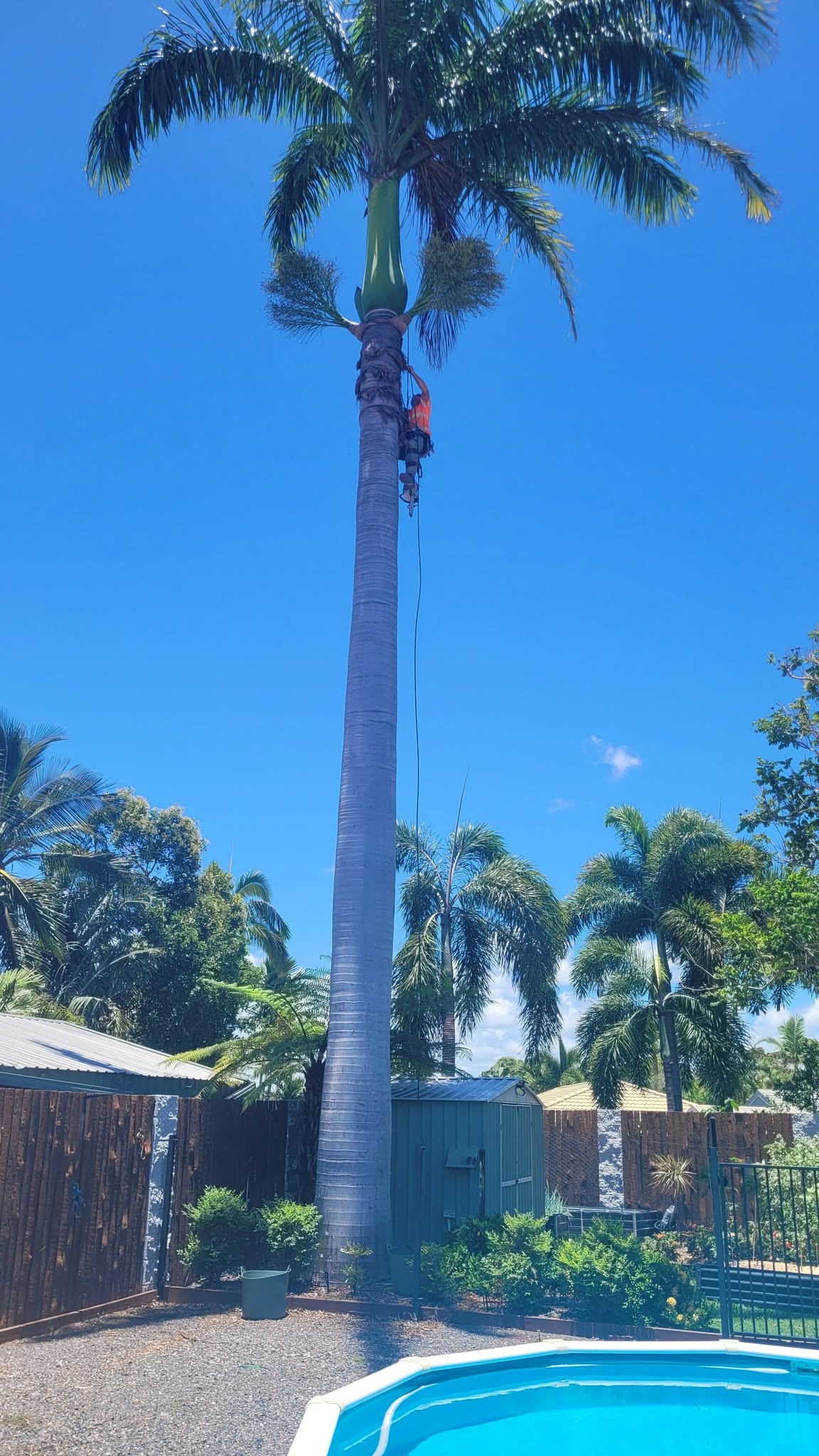 Arborist carrying out palm maintenance