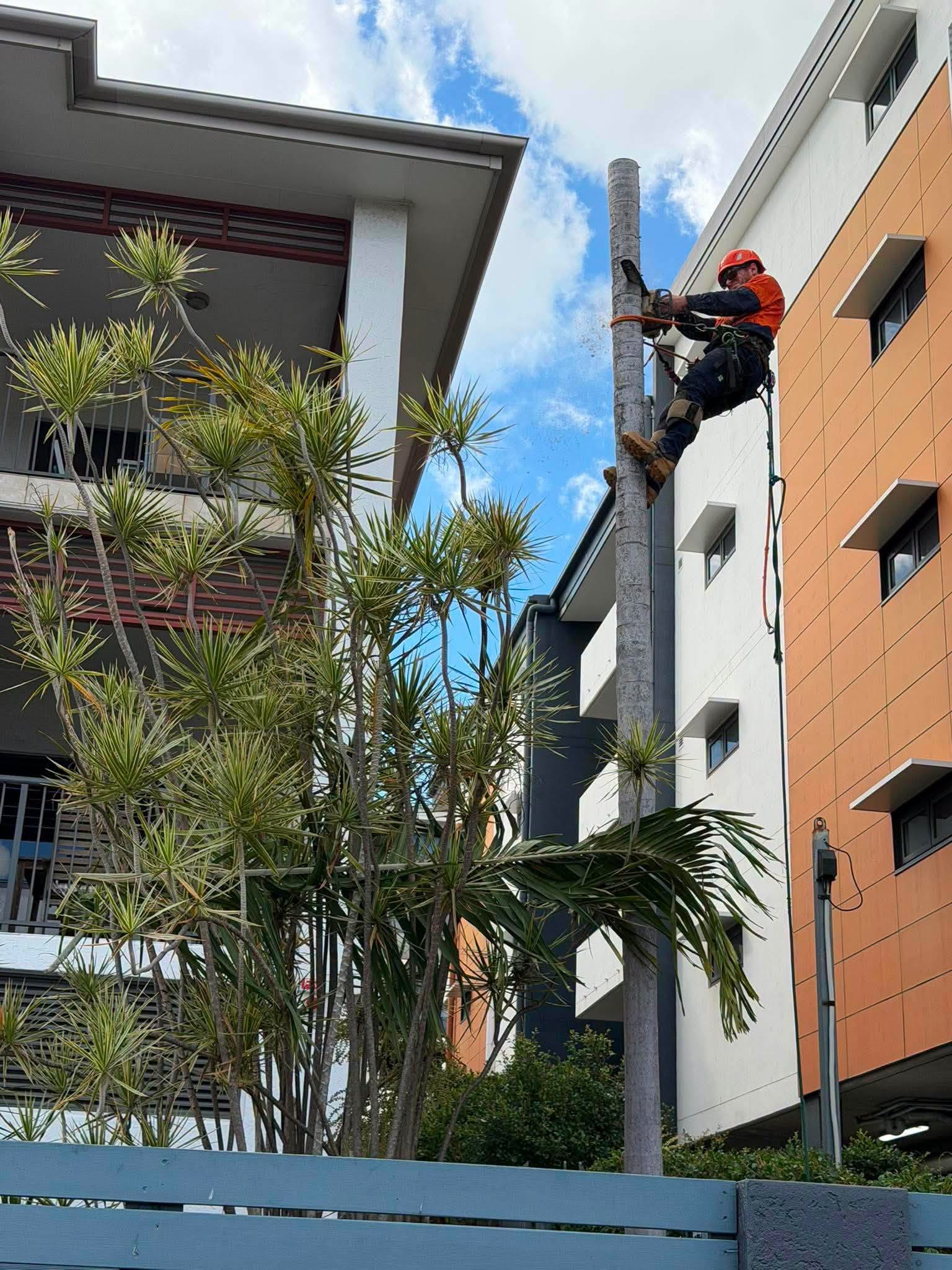 Arborist working on a palm between residential buildings
