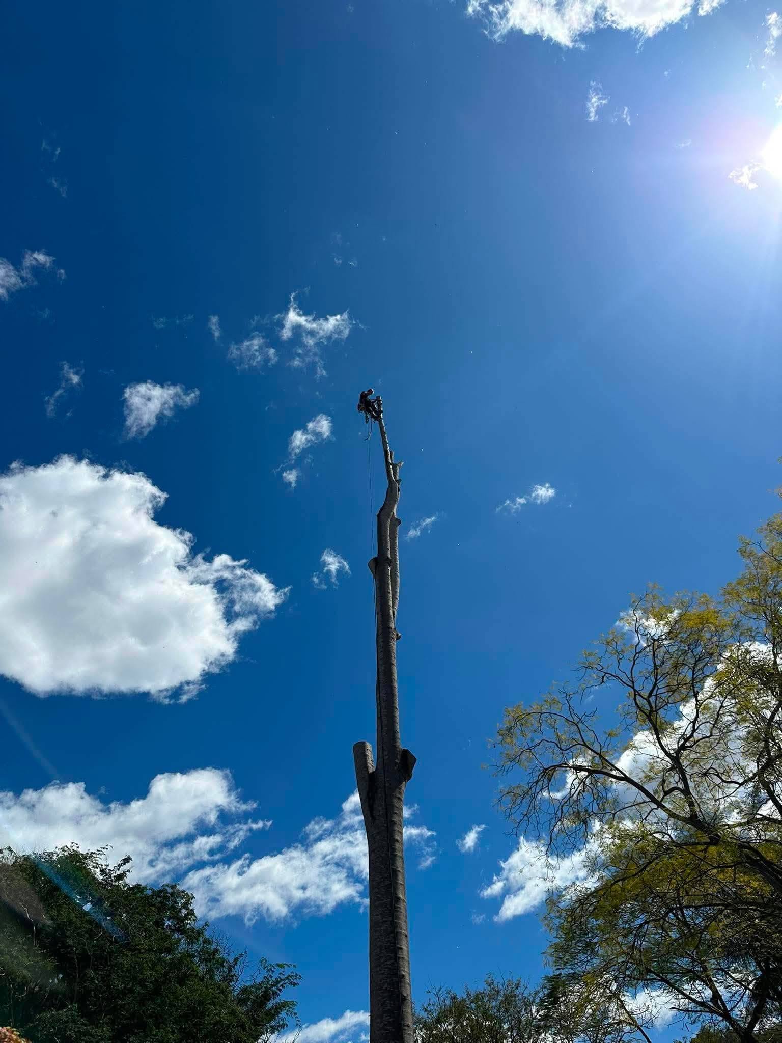 Arborist completing high tree pruning work